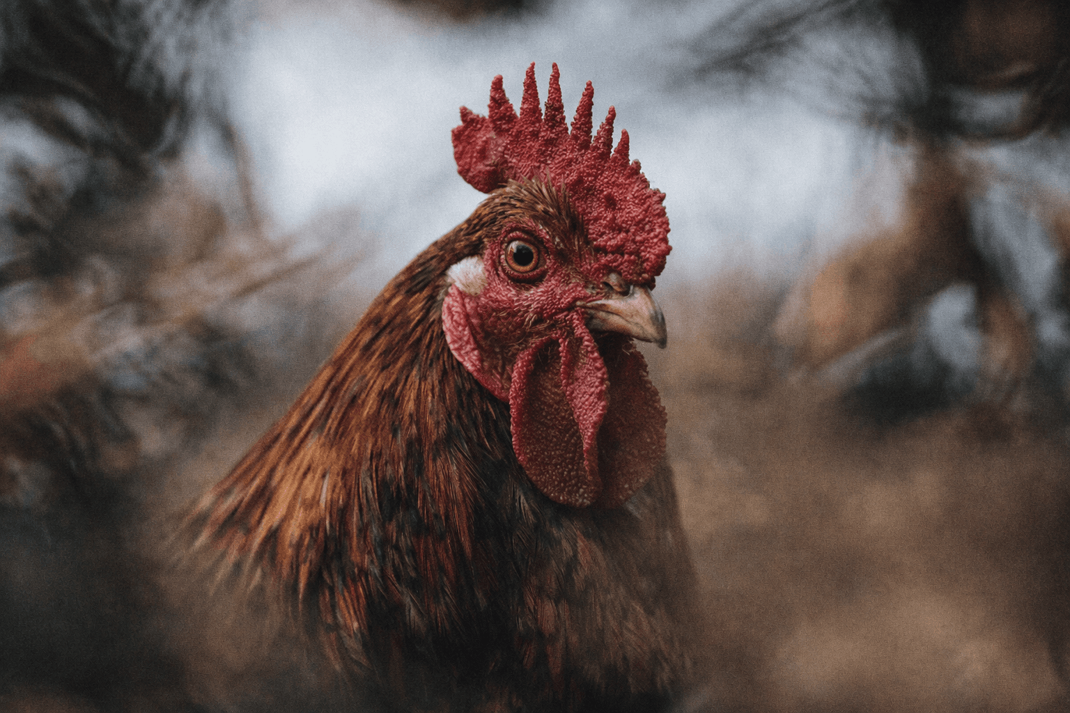 Gallo Roostr