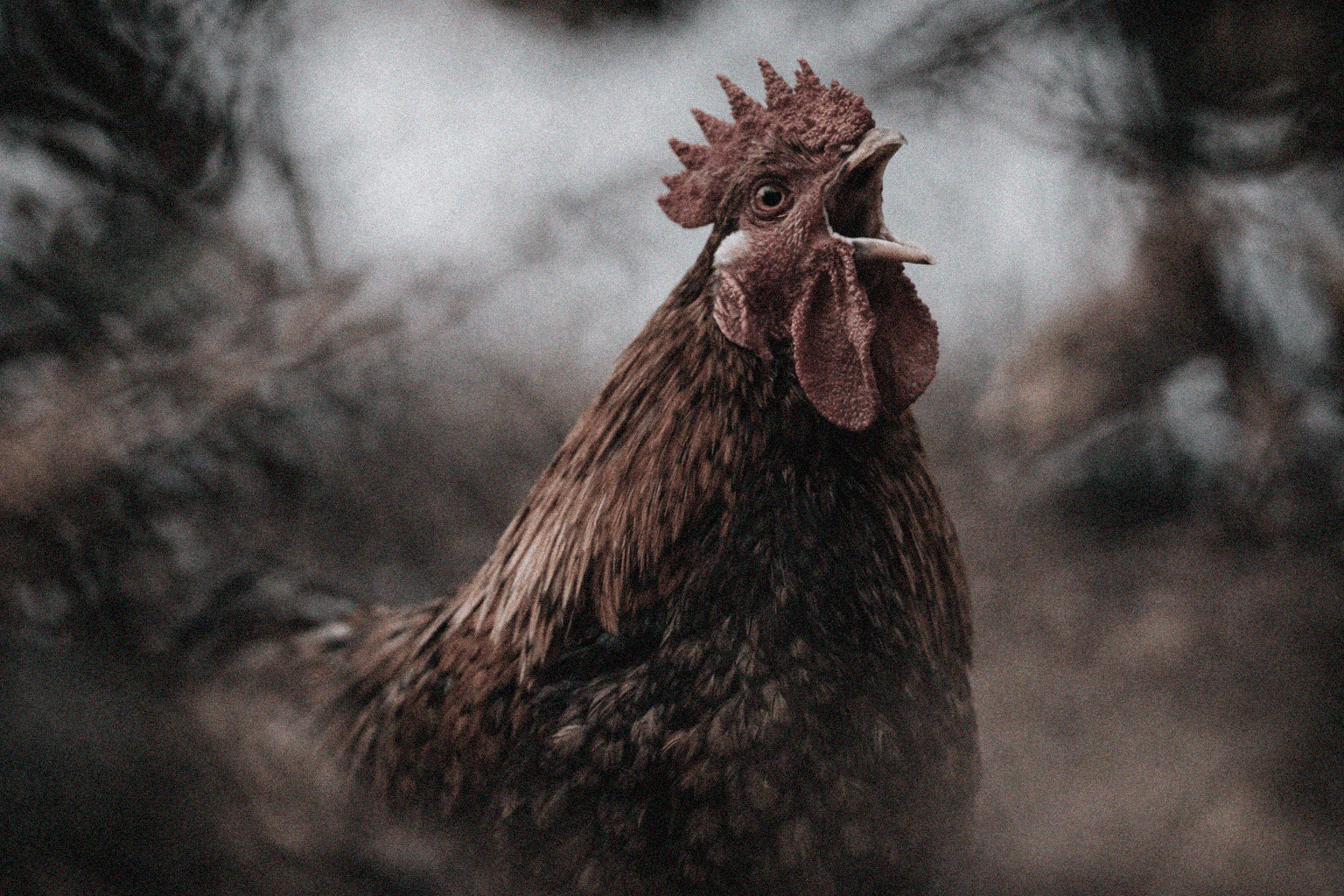 Gallo Roostr de perfil